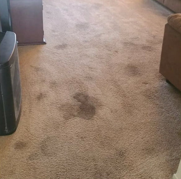 家居地毯清潔及殺菌消毒服務1